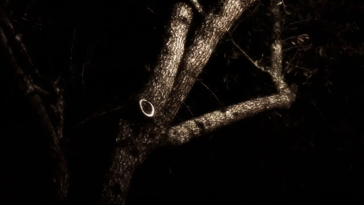 A Florida Melancholy